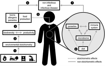 Elemental Ratios Link Environmental Change and Human Health